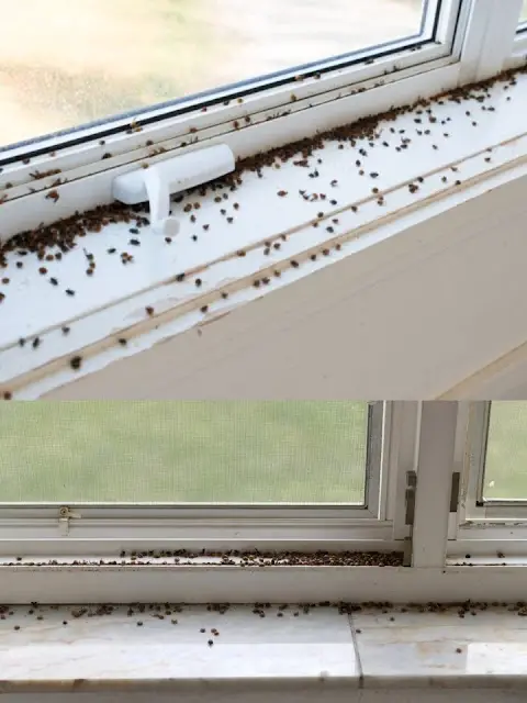 Titelbild für Solved What are those little black bugs near the window?